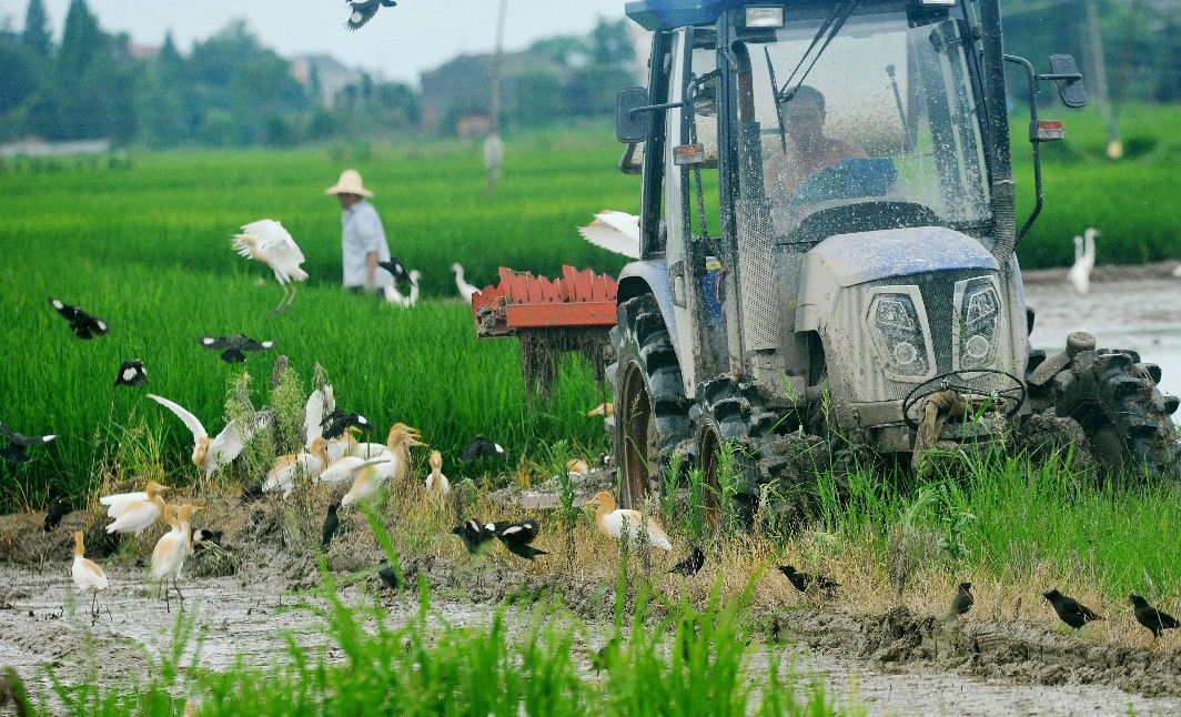 玉米种植防鸟小妙招,玉米成熟期防鸟的最佳方法