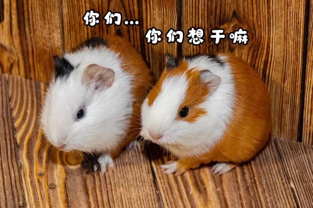 19.9包邮毛绒羊驼,羊驼9.9元秒杀直播