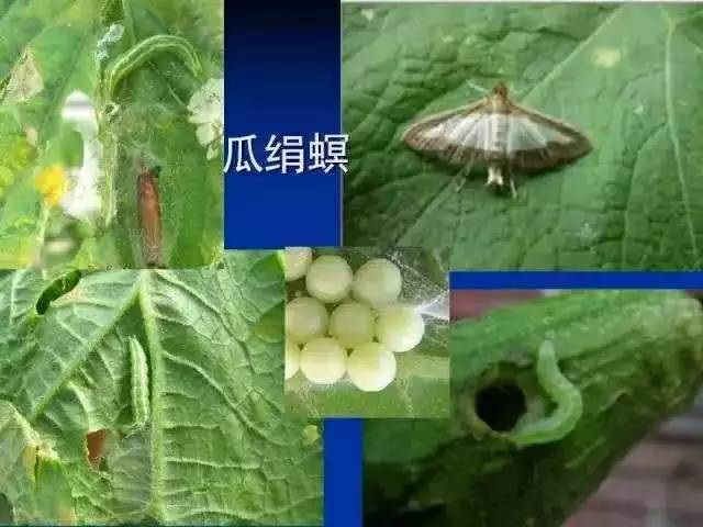 虫害最新用药,专治虫害的20个小妙招