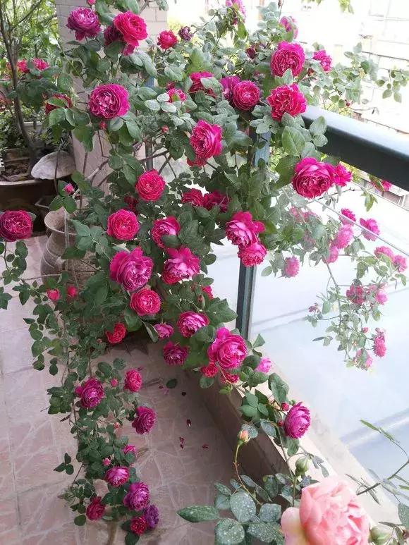 藤本月季秋季怎么修剪才会花墙,最丰花多季开花的藤本月季