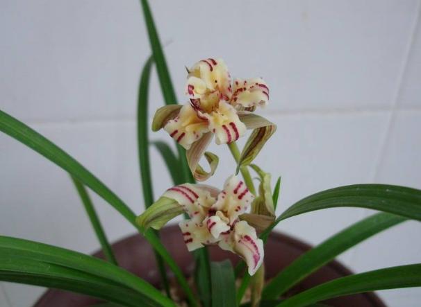 四川160万的天价兰花,四川旺苍珍稀野生兰花濒临灭绝