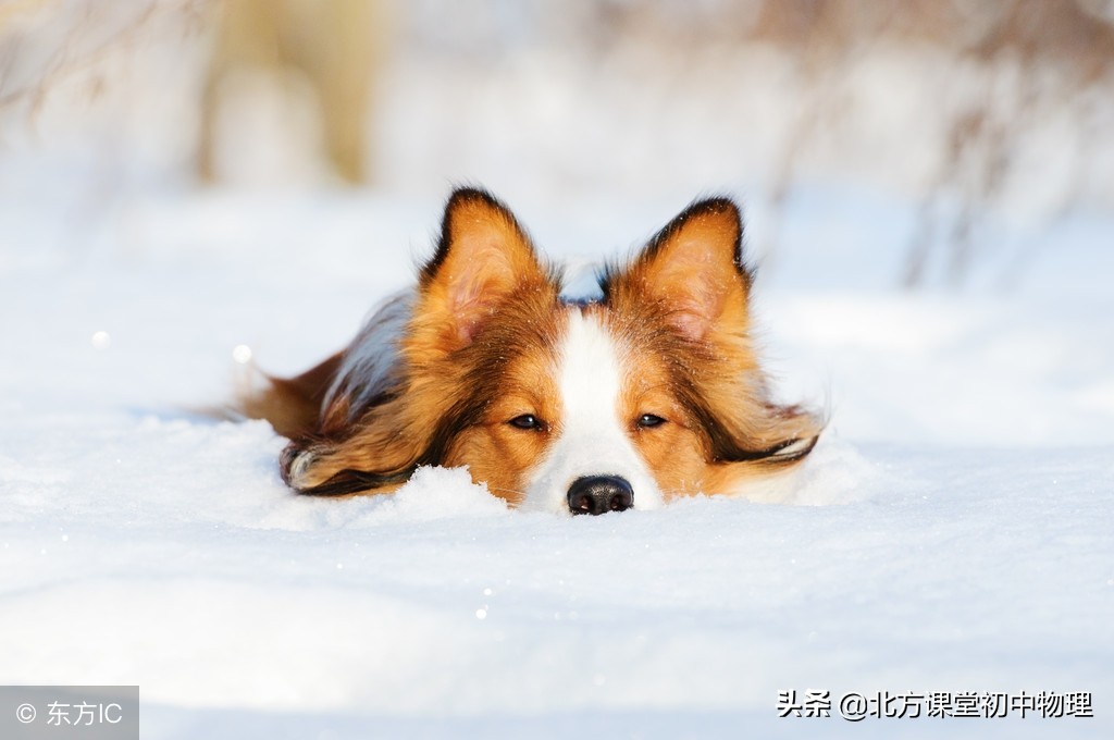 初中物理声现象上课视频,初中物理声现象的实验结论