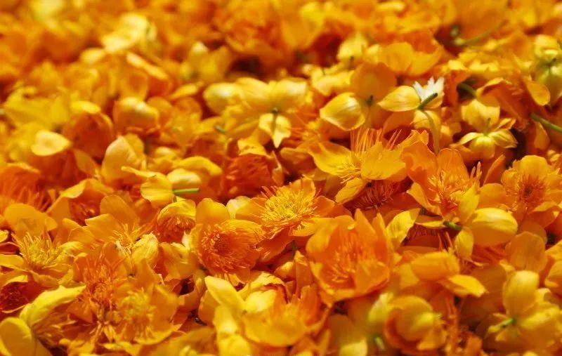 金莲花茶的禁忌,金莲花和菊花哪个去火效果好