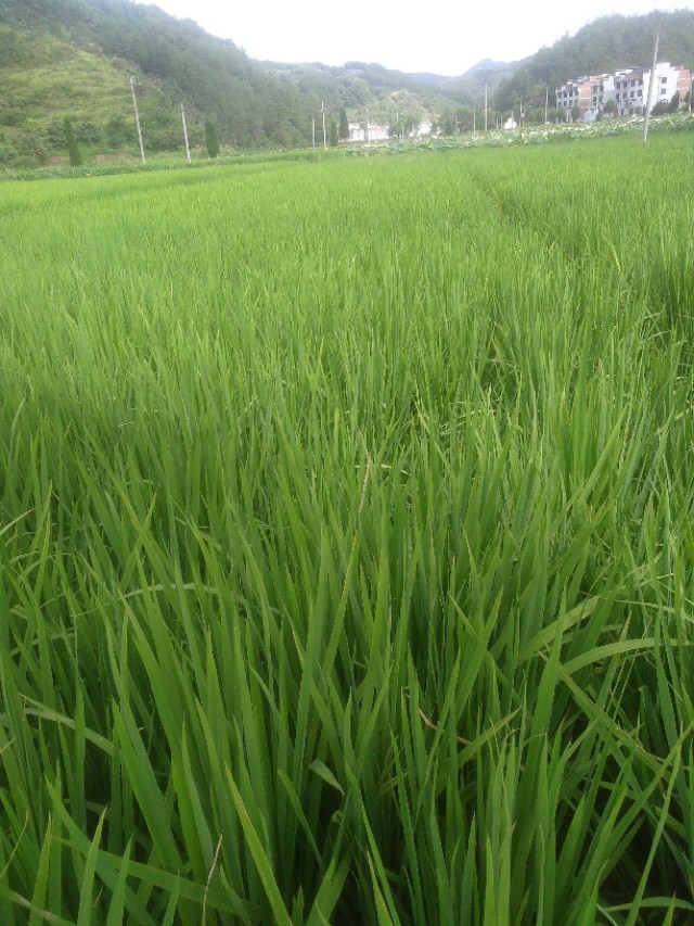 农业合作化的主要原则,农业合作化的实质