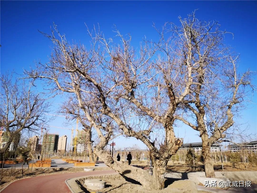 嘘！听说武威有棵树，四个人都抱不住