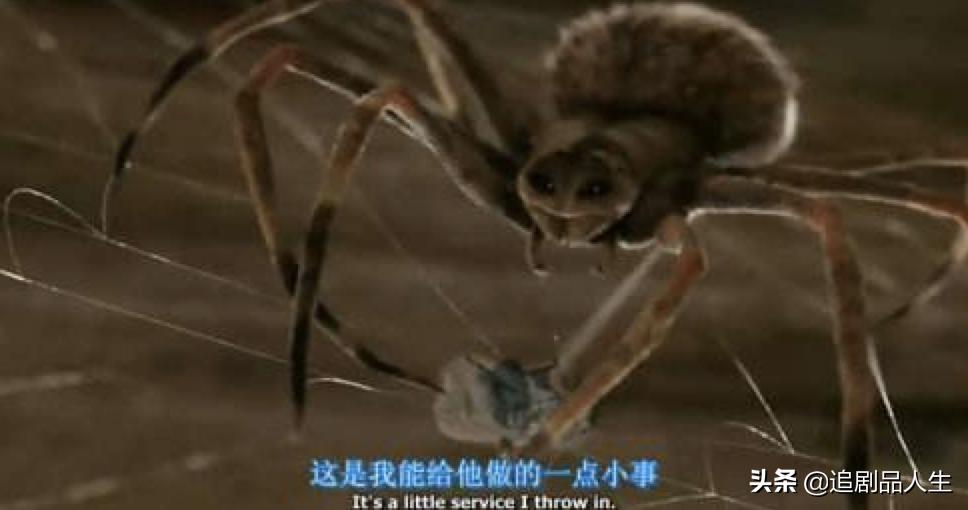 夏洛特的网中的蜘蛛品种,夏洛特的网蜘蛛的名字叫什么