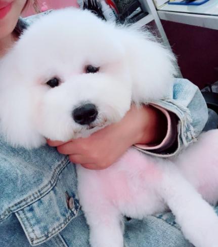 为什么都不建议养比熊狗,比熊不想养了怎么办