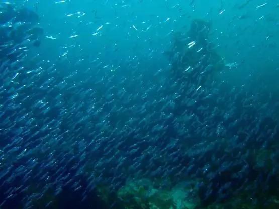 一块一包的辣鱼能吃吗,小辣鱼可以放心吃吗