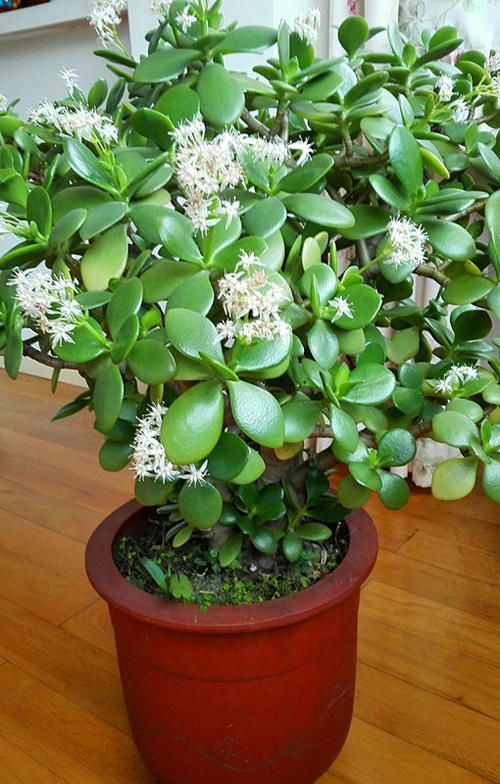 一年四季不死的十种花水养,浇水过多死的植物