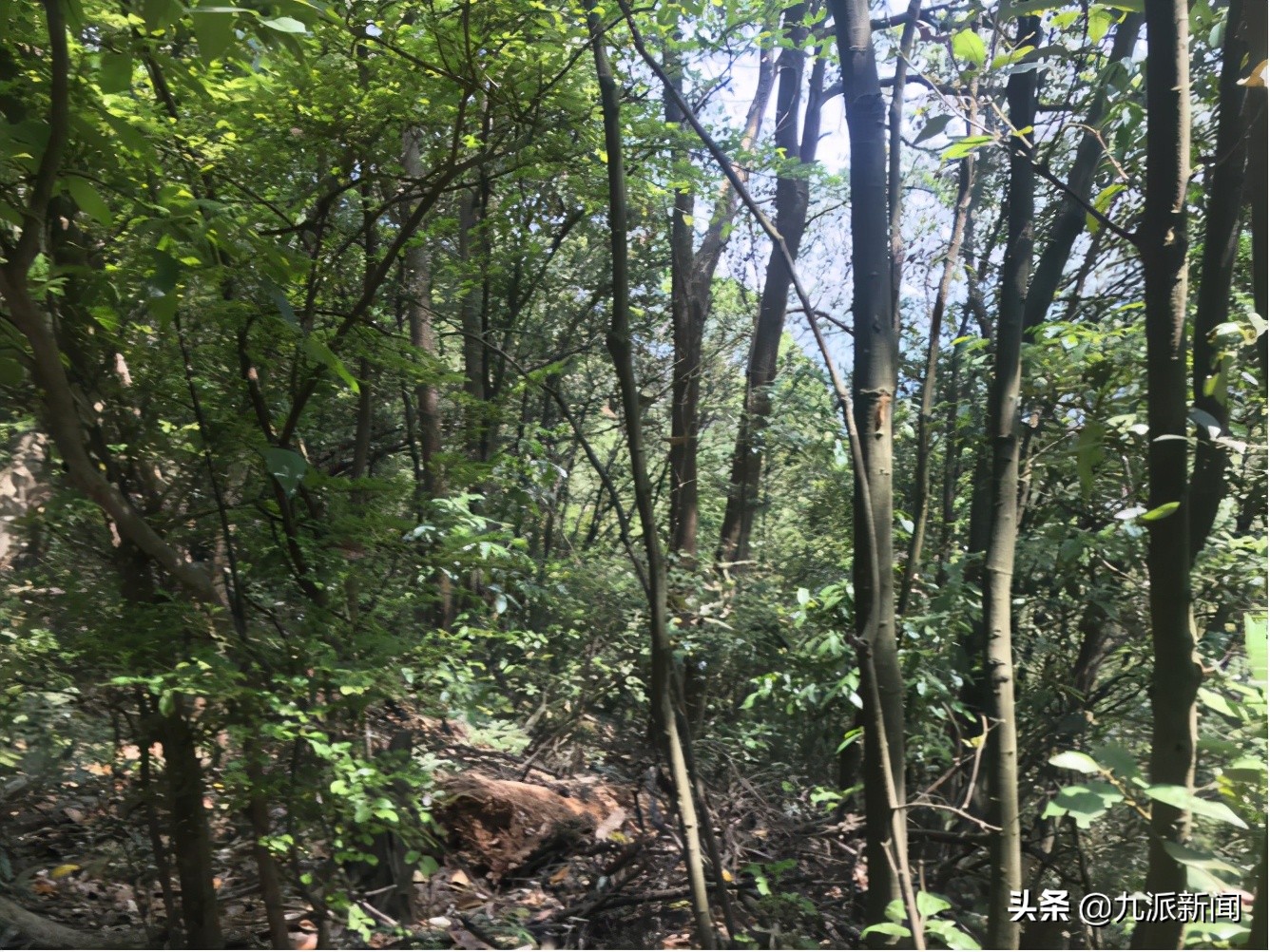 第二只金钱豹被搜救犬咬死,金钱豹被几只狗拿下