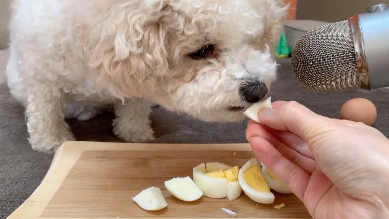 泰迪不吃普通狗粮该怎么办,泰迪不吃东西怎么解决