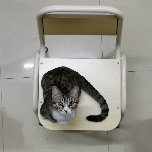 来一波猫照吧，寝室三个养猪专业户，外加一个成长中的潜力股