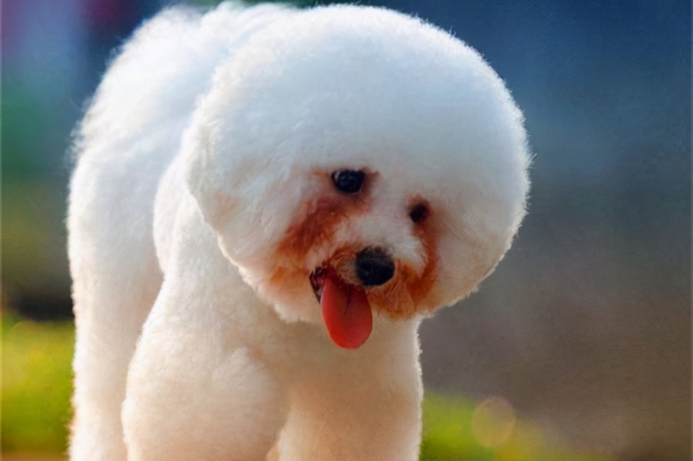 比熊泪痕严重四大办法轻松消除,比熊吃什么狗粮缓解泪痕