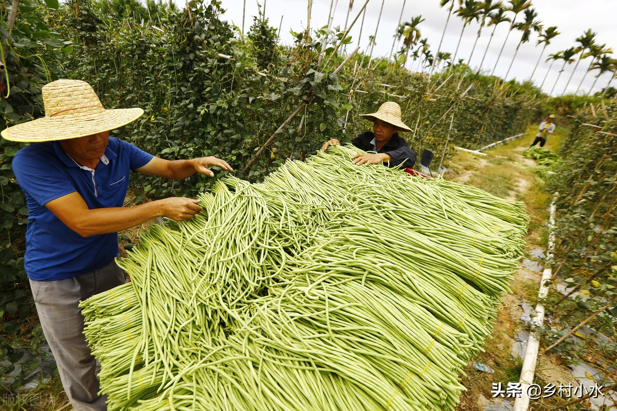 菜农种蔬菜最怕什么,蔬菜种植最怕什么