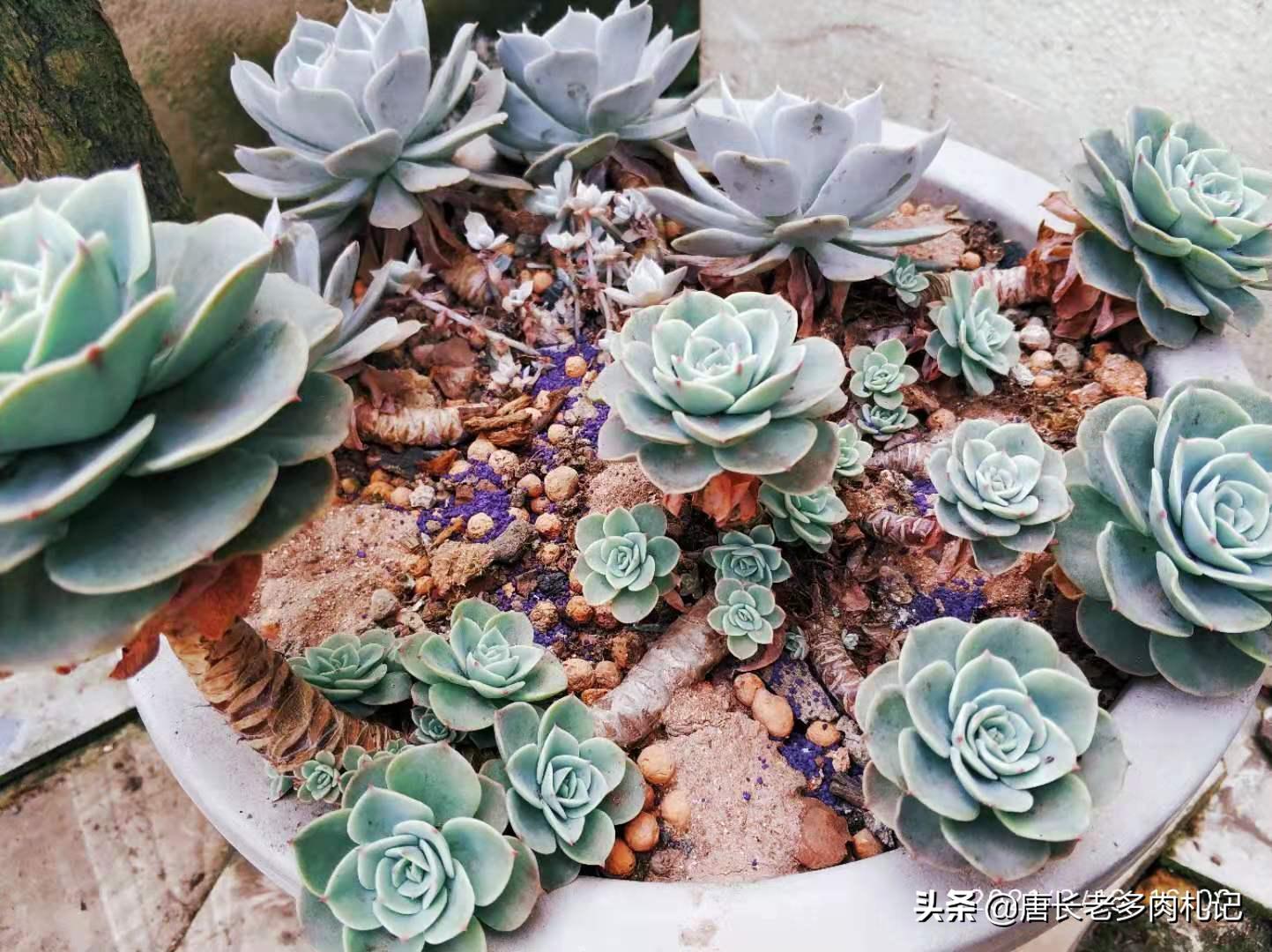 你有没有养过白玉蜗牛,你有没有曾经养过宠物