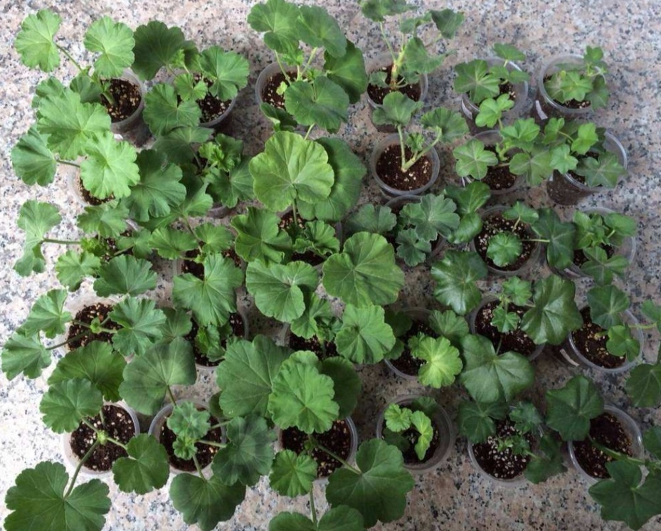 天竺葵怎么养才一年四季开爆花,天竺葵怎么养能开花不断