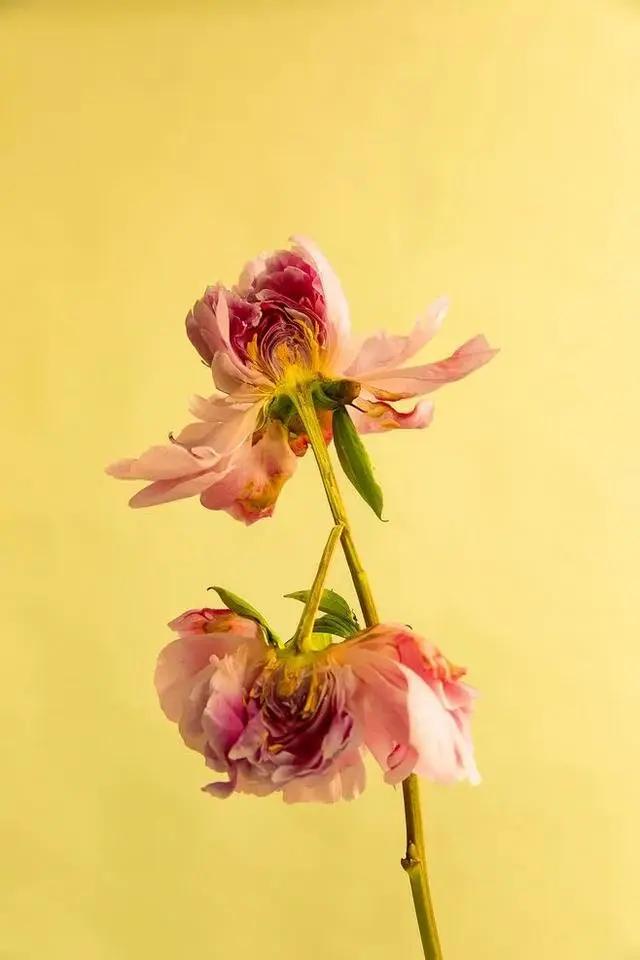 9平米花店,有4间铺面开花店怎样设计