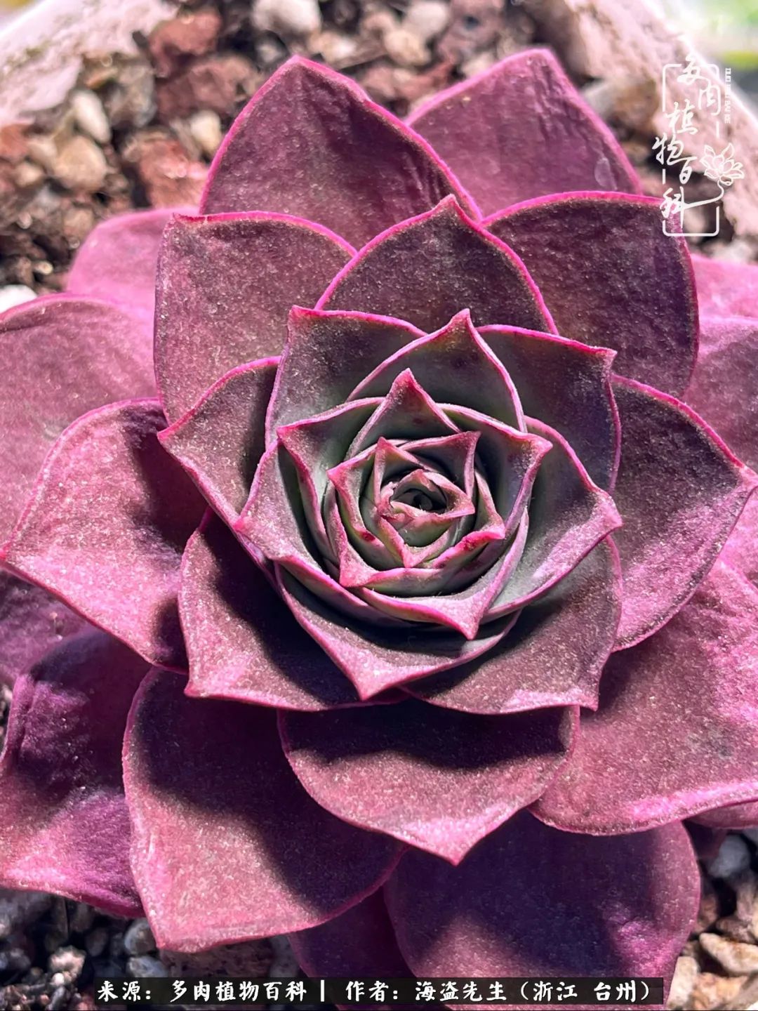 山地玫瑰养护顺口溜,山地玫瑰的养护种植注意事项视频