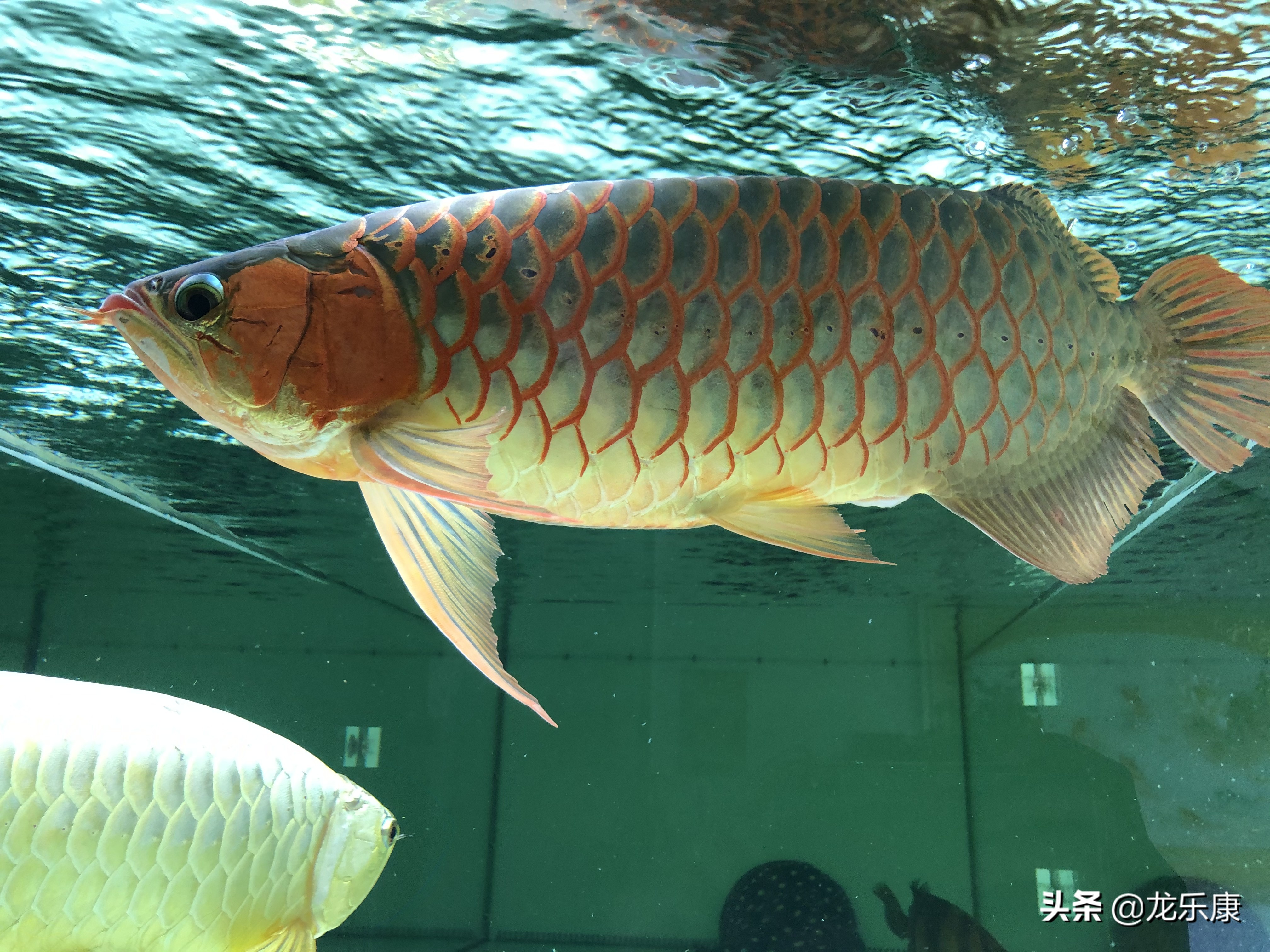 龙鱼拒食在缸里突然发疯一样乱窜,龙鱼混养打架受惊拒食怎么处理