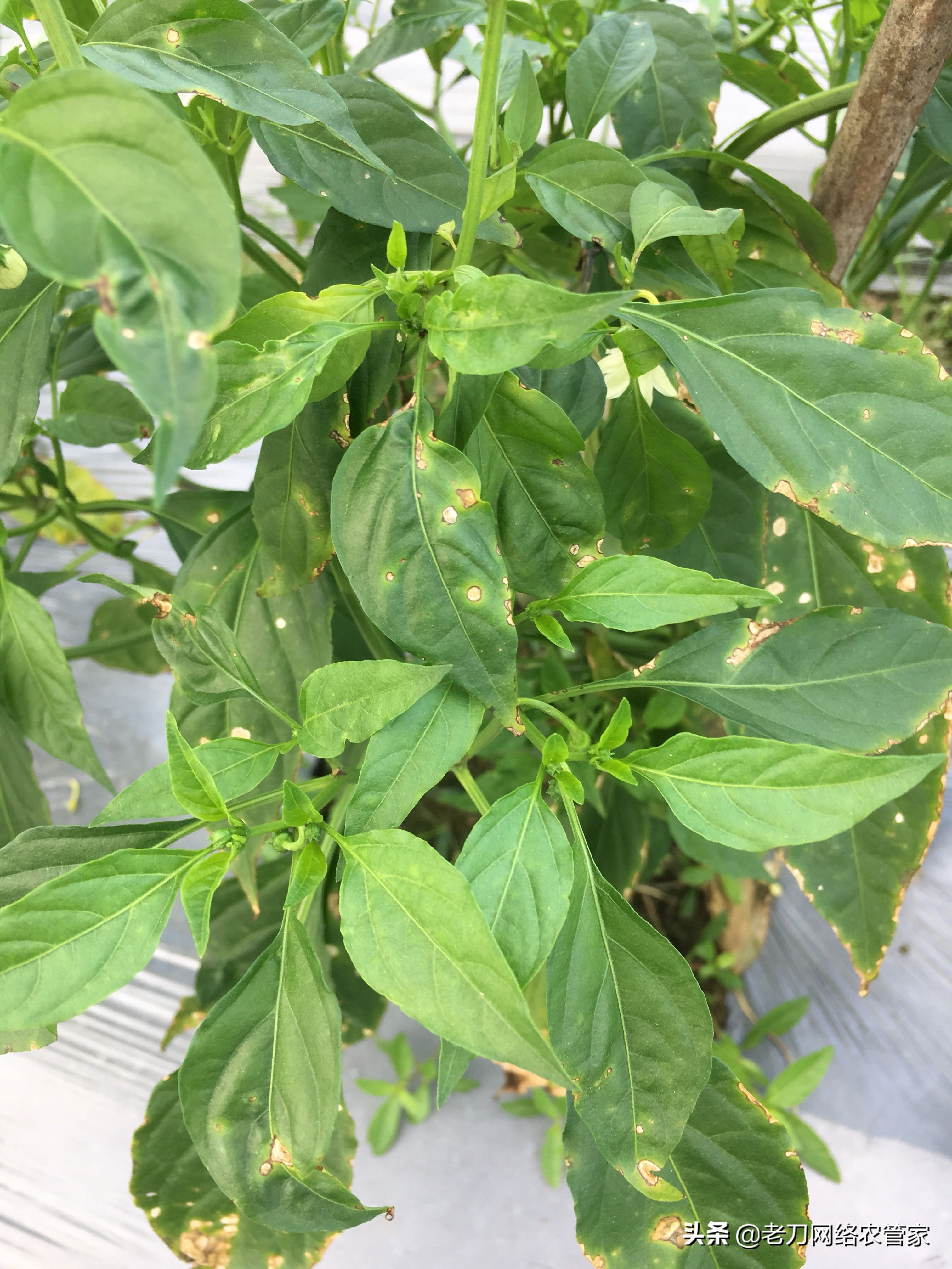 辣椒叶片为水渍状褪绿斑点，中央灰白咋回事？又该如何防治