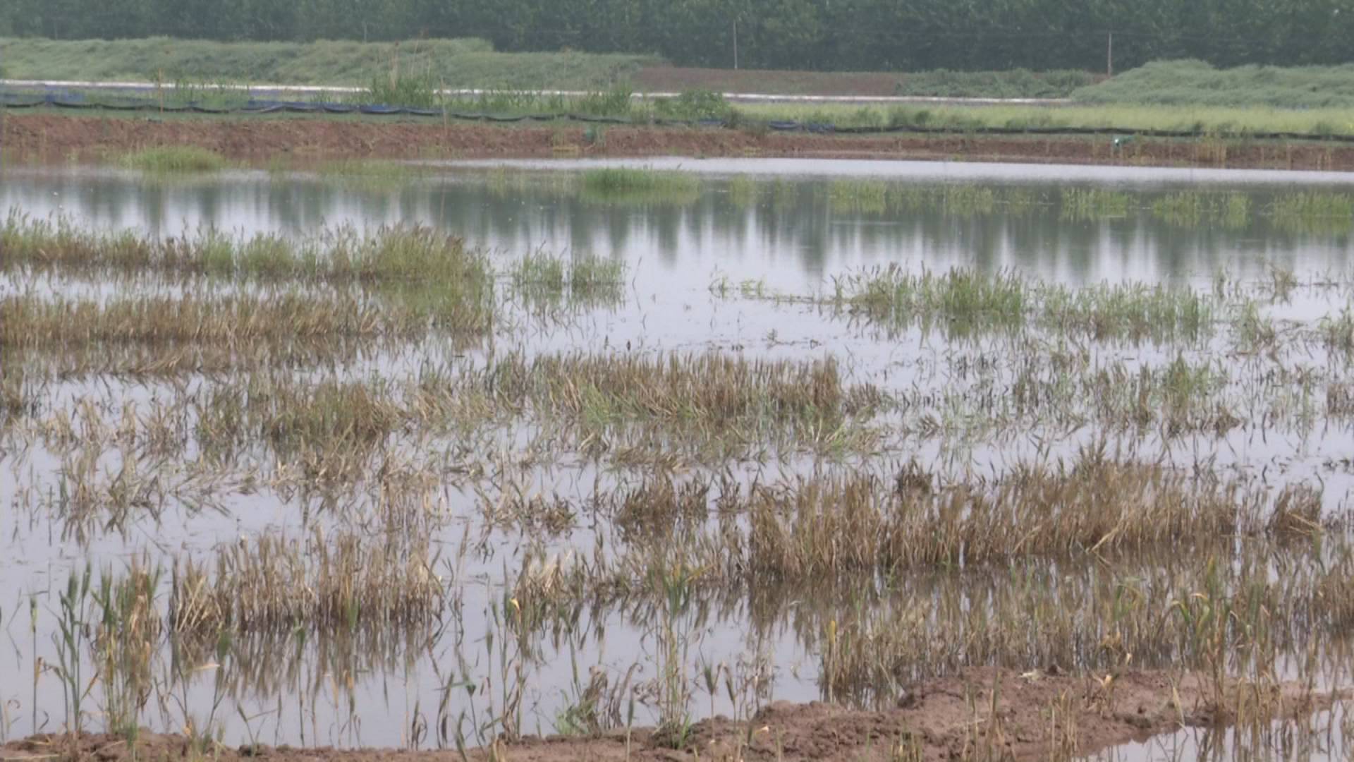 养虾一个月出现空肠死虾怎么回事,虾池出现整条死虾是什么原因