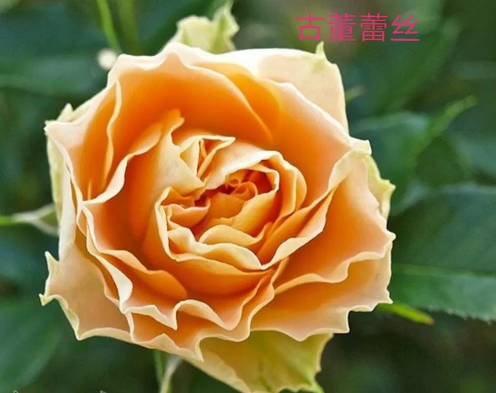 切花火焰月季的优缺点,常见切花月季一览