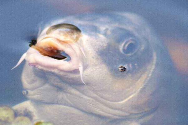 池塘养鲤鱼高产技术,最新鲤鱼养殖技术