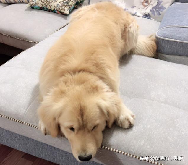 金毛狗狗做错事被抓现行能不能打,金毛做错事该不该打