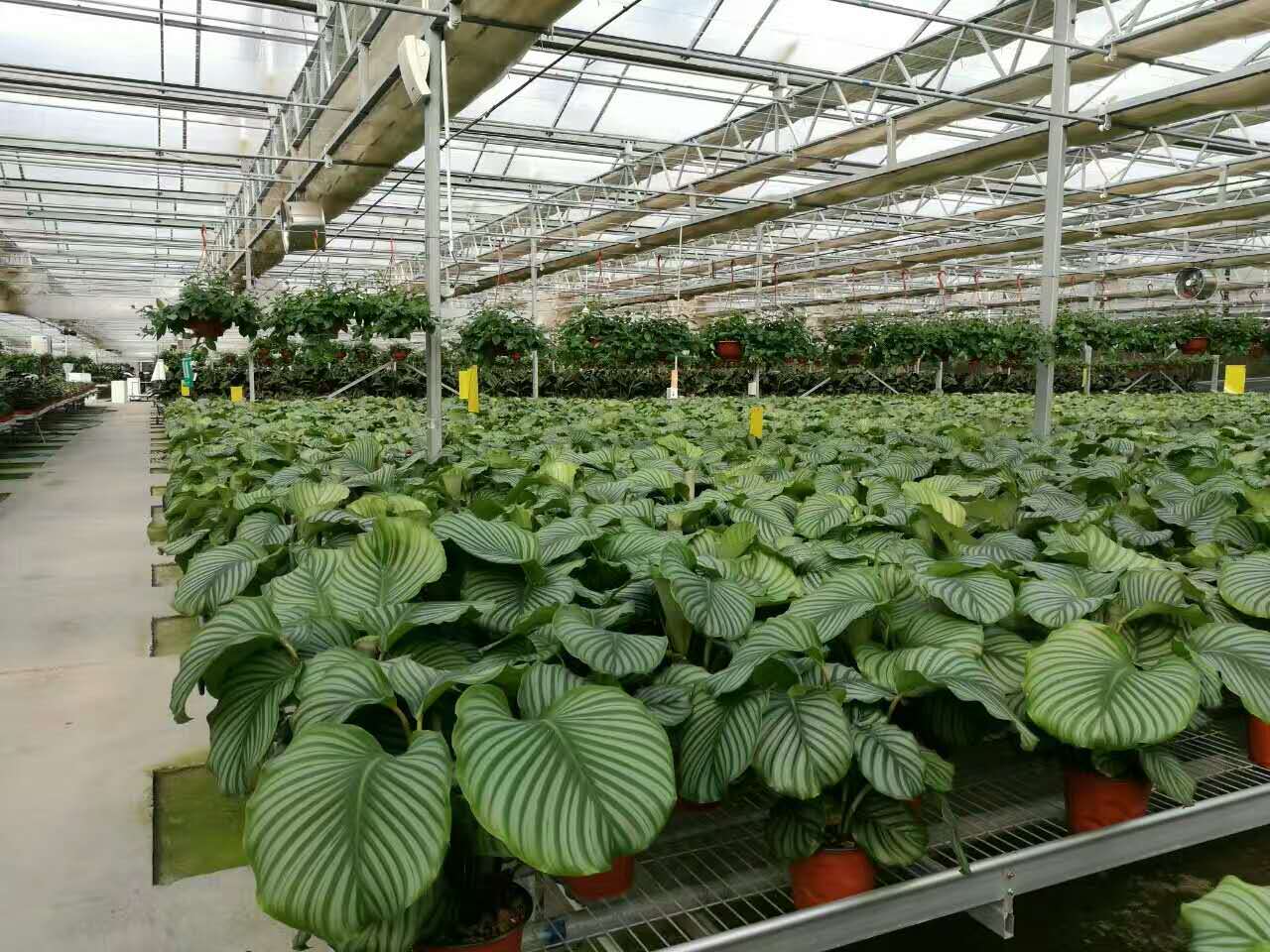 小构件大作用,薄膜大棚M撑简介