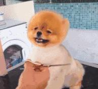 狗狗用哪个牌子的卵磷脂比较好,卵磷脂怎么吃能让狗狗毛发浓密