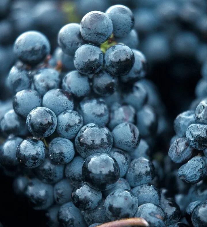 中喜酒业有限公司,中喜酒业红酒