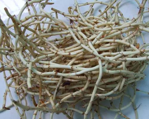 贵阳美食不放折耳根,与折耳根媲美的各省美食