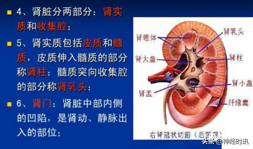 肾脏输尿管膀胱前列腺结构,肾输尿管膀胱解剖示意图