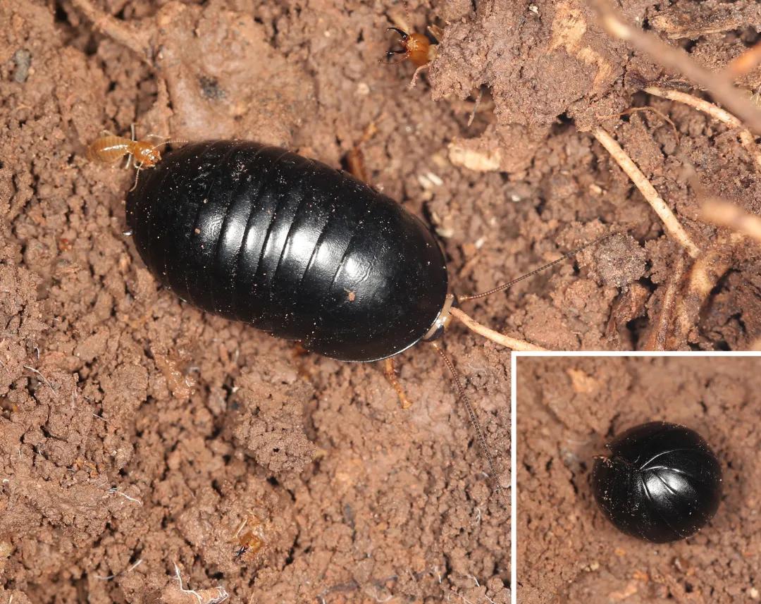 徒步云南虫谷,云南虫谷经典