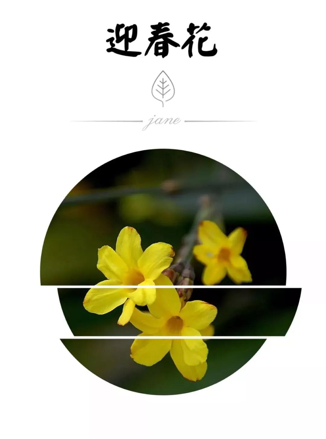 迎春花开得早,迎春花花开得早