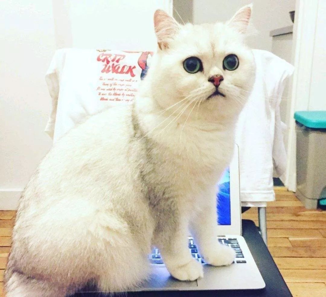 英短和英短矮脚猫的区别,梦到憨厚呆萌的大脸猫