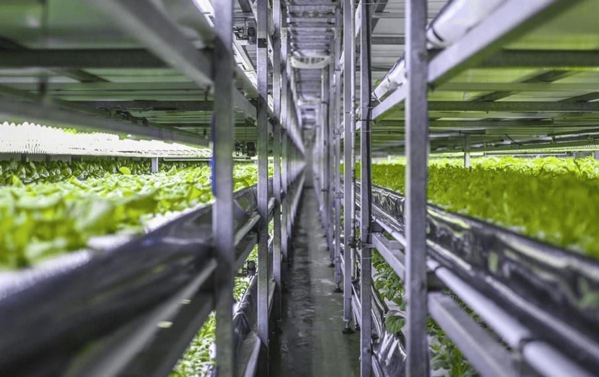 为什么农民自留的种子不高产,种子公司的种子可以自留种么