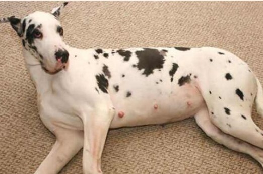 狗狗怀孕了怎么办？别怕，这样做准没错！