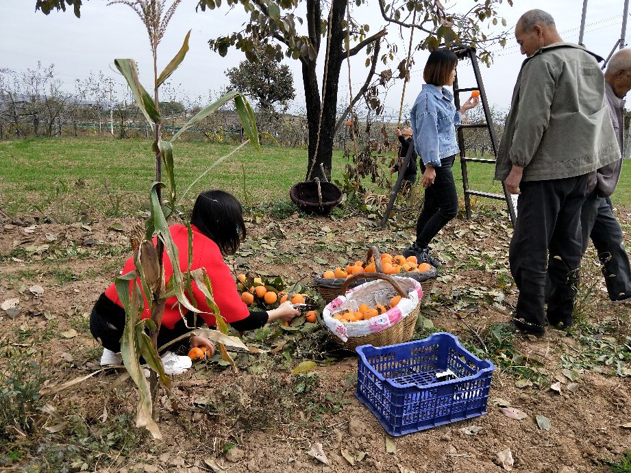 采摘柿子过程,柿子采摘方法介绍