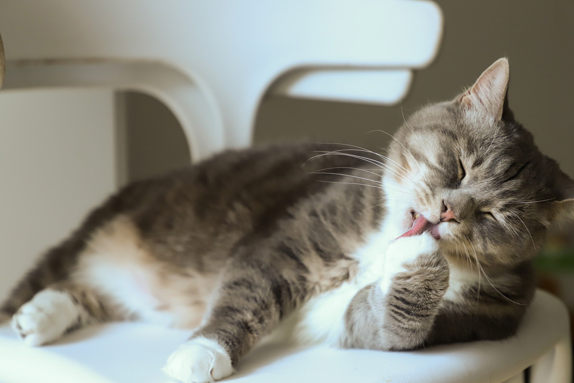 训猫咋训,训猫技巧