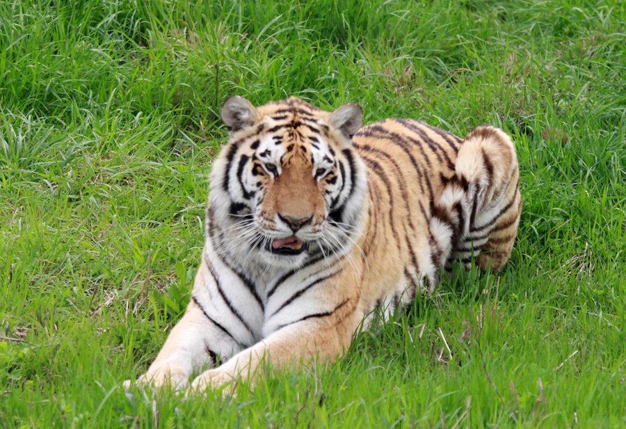 上海热门旅游景点上海野生动物园旅游攻略低音号语音导游