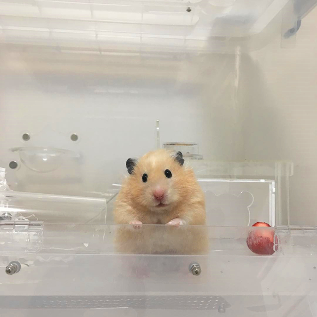 养鼠日常分享仓鼠吃东西,仓鼠能不能吃花朵