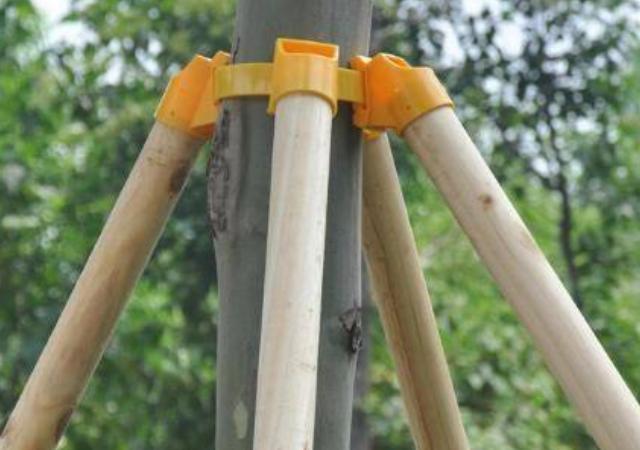 白蜡树怎样种植成活率高,白蜡树的全冠和半冠区别