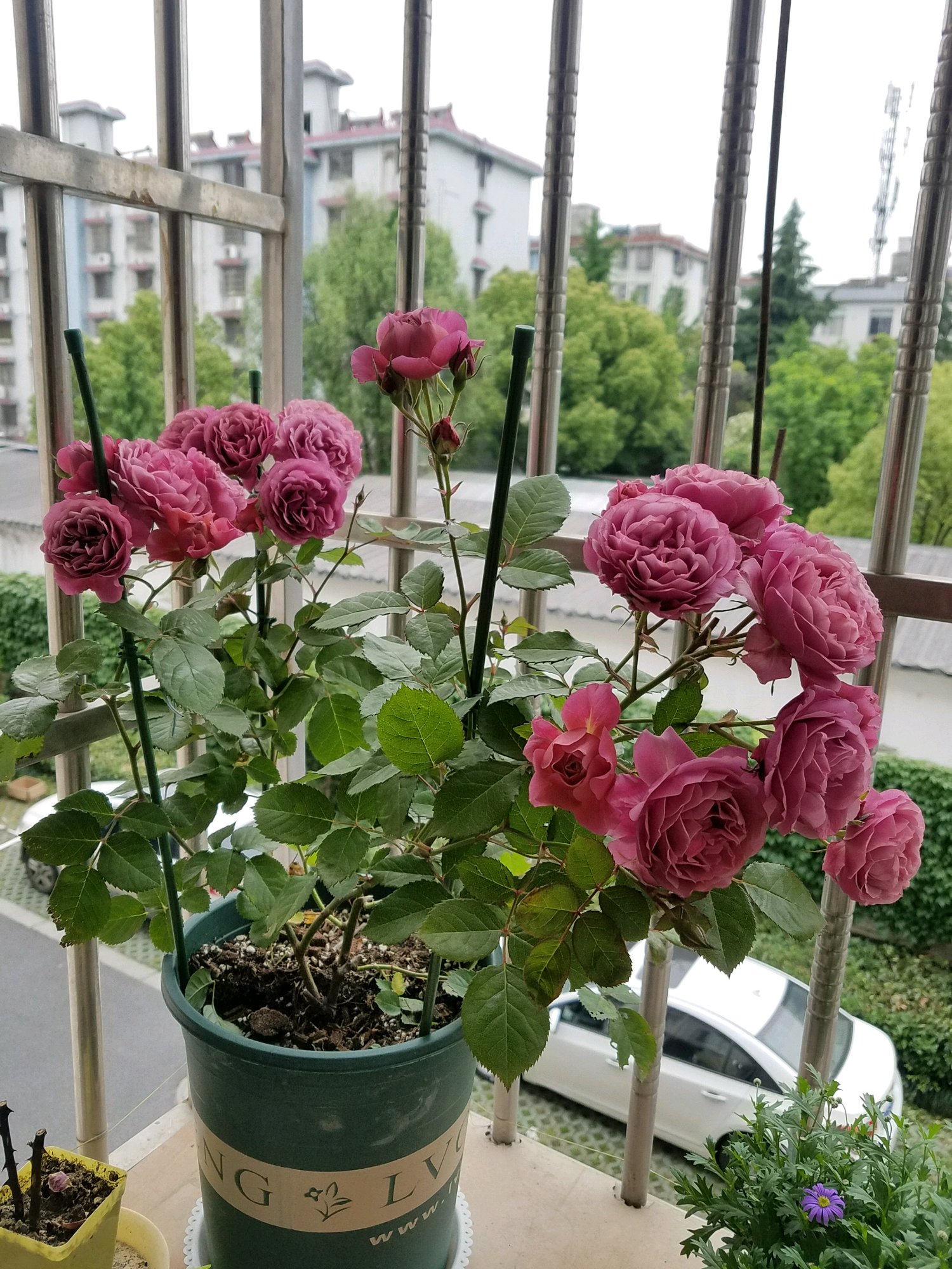 新手养什么花好看又好养,新手养什么盆栽最好