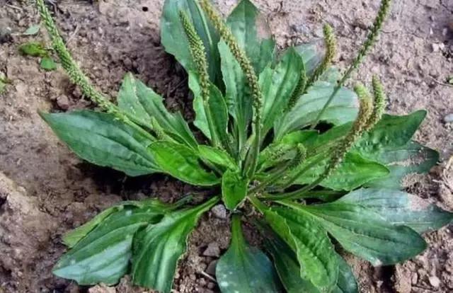 动物与植物有哪些成语故事,哪些成语与植物行为有关