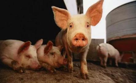 猪上呼吸道感染首选用药,猪的呼吸道传染病有哪些