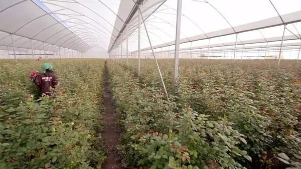 bbc中国探秘纪录片,bbc探秘印尼爪哇古洞