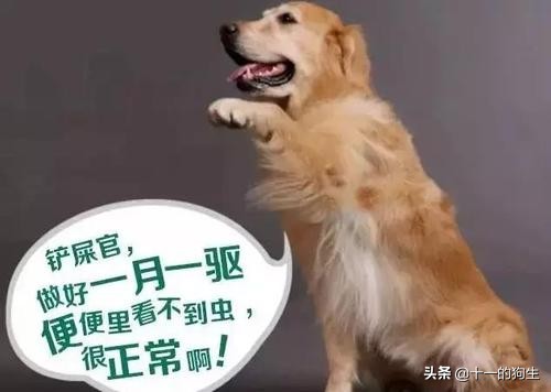 家里有狗跳蚤怎么彻底消灭,猫狗防跳蚤小妙招