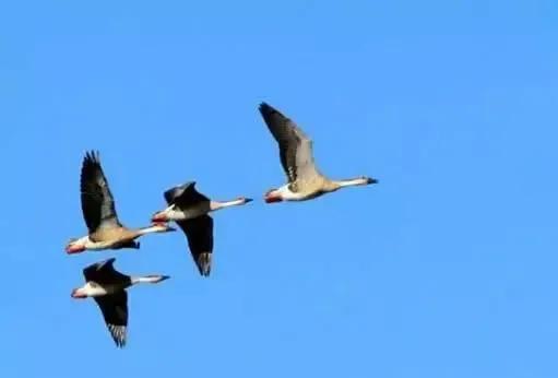 二十四节气白露,二十四节气白露的诗