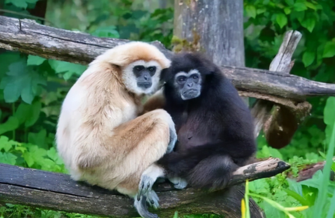 长臂猿真的会吃肉吗,巨猿捕食猴子